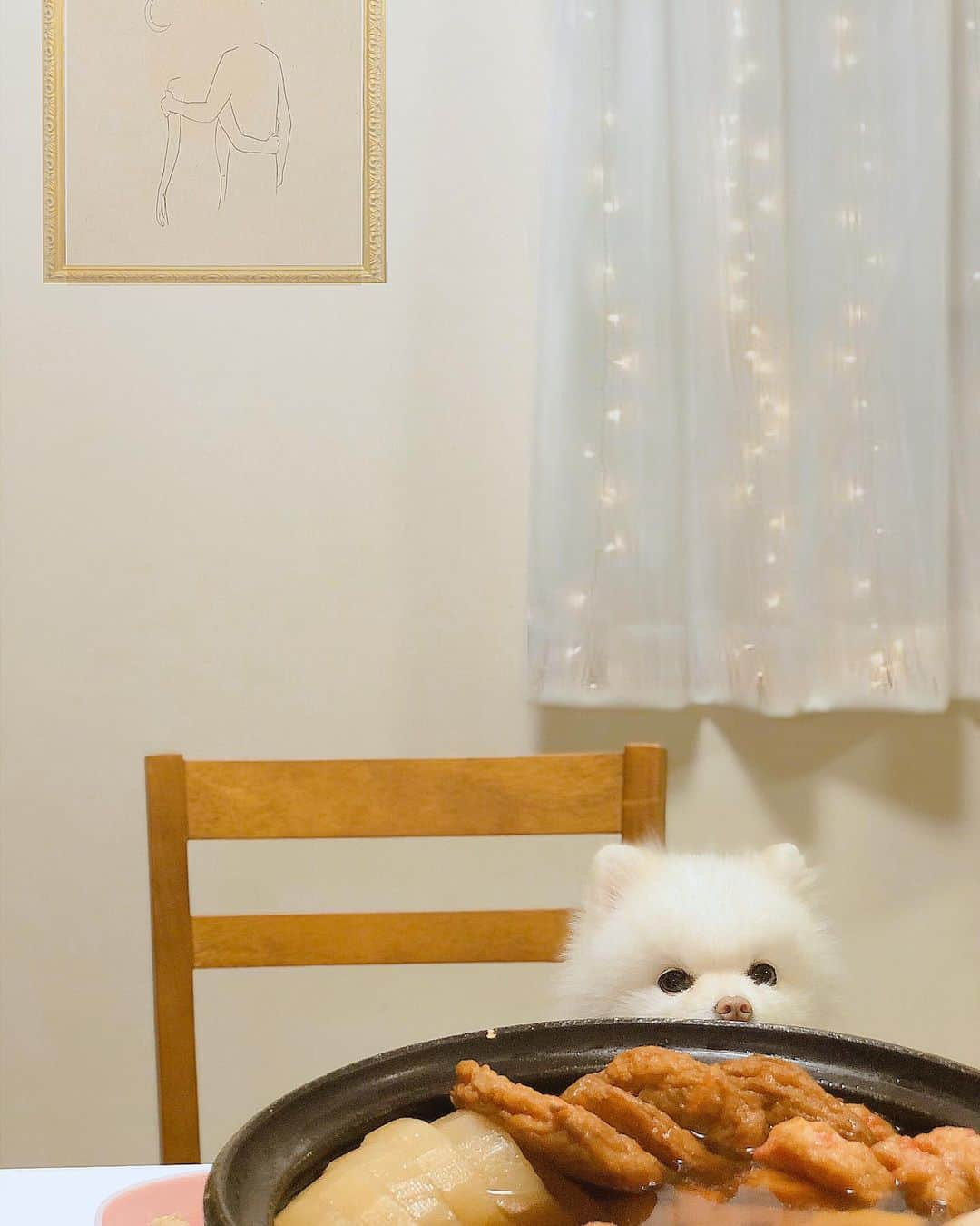 のインスタグラム：「#pomestagram  ﻿ ﻿ ﻿ ピーさんの丸刈りが﻿ 日に日に愛らしいさを増していきます🐶❤️﻿ ﻿ ﻿ 丸刈り小僧←w﻿ 隙あらばご飯ペロりしようとしてる🤣﻿ ﻿ #いっぬ#ぽめらにあん #クリームポメラニアン #いぬのいる暮らし #オズのうちの子自慢」