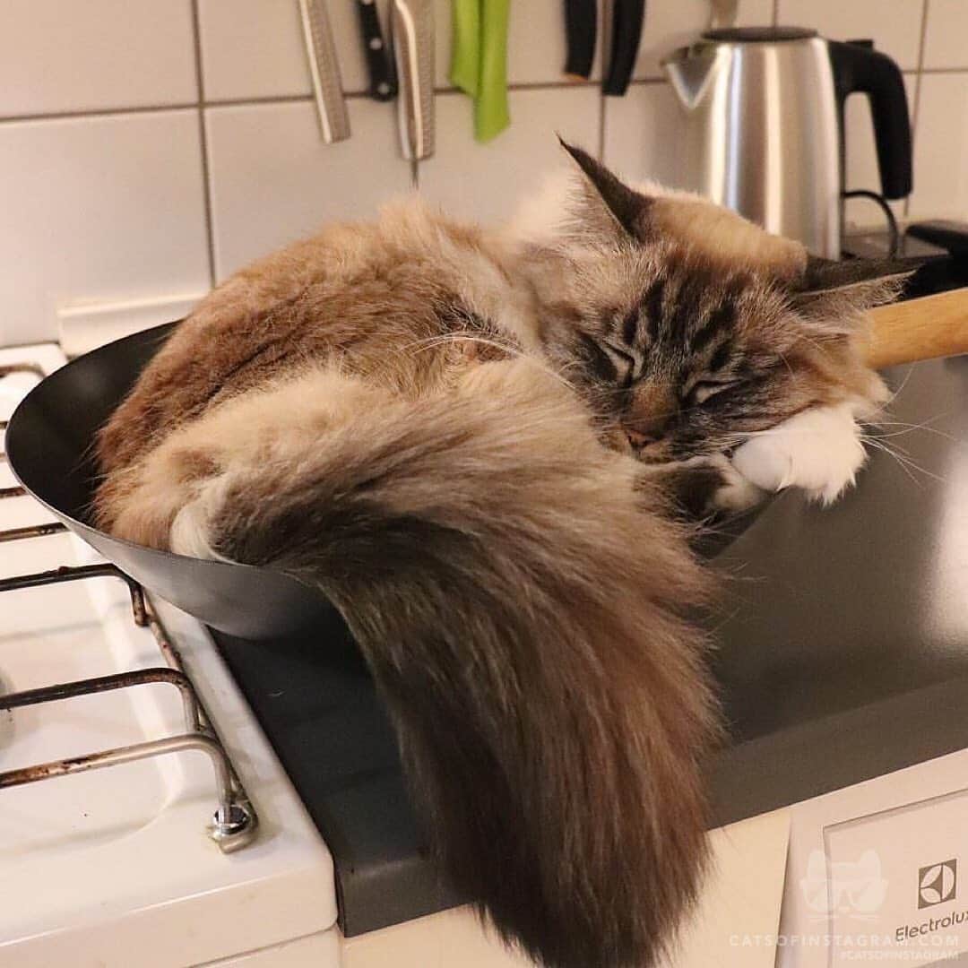 Cats of Instagramさんのインスタグラム写真 - (Cats of InstagramInstagram)「From @Missenell: “Someone has conquered the pan 😃” #catsofinstagram」1月9日 23時31分 - cats_of_instagram