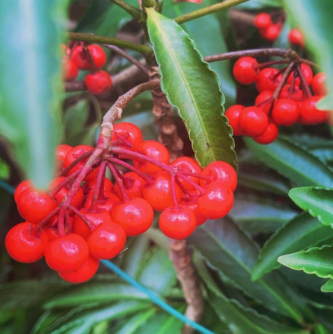 山田佳奈実さんのインスタグラム写真 - (山田佳奈実Instagram)「万両🌱﻿ ﻿ お正月の縁起植物とされている万両﻿ 千両と万両、どっちだろうと﻿ 調べながらおばあちゃんと長電話をしました☺️💕﻿ ﻿ ﻿ 葉の下に実がなる物が万両﻿ 葉の上にみがなる物が千両﻿ ﻿ なのでこれは多分万両🔴﻿ ﻿ （間違っていたら教えてください…笑）﻿ ﻿ ﻿ #おばあちゃんがお花の名前を思い出せない﻿ #お花#花#お花好き#お花好きな人と繋がりたい #お花図鑑#花図鑑#花の名前がわからない #花束 #赤の花 #花のある暮らし #花瓶 #花スタグラム #植物図鑑#植物のある暮らし #ドライフラワー#フラワーアレンジメント #flowerstagram#flowers #flowerphotography #flowerlovers #花観察#花部 #花まっぷ #はなまっぷ#万両#万両の実#千両の実 #山田佳奈実」1月9日 22時11分 - kanami_yamada