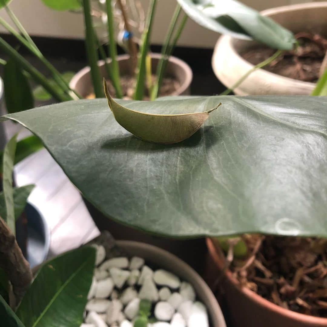 いとうせいこうのインスタグラム：「そうかー、芋虫はこういう落ち葉を模してるのか。それで頭とかとんがらせてんのか。」