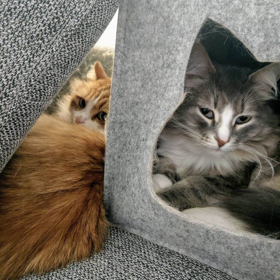 Nila & Miloさんのインスタグラム写真 - (Nila & MiloInstagram)「Cave dweller cats are a thing apparently. 😂😻 #hibernation #wakemeinspring #sleeping #cats #catsofig」1月9日 22時41分 - nilamilo