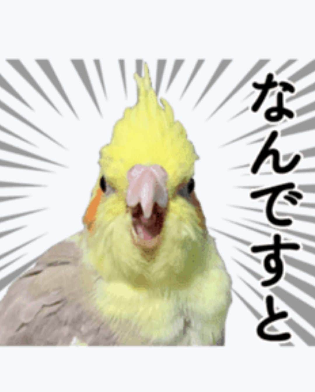 北川エリカさんのインスタグラム写真 - (北川エリカInstagram)「あ、あたし、オカメインコちゃん🦜になりました。  ひよこ🐥というかオカメインコ🦜www」1月9日 22時44分 - kitagawa_erika1209