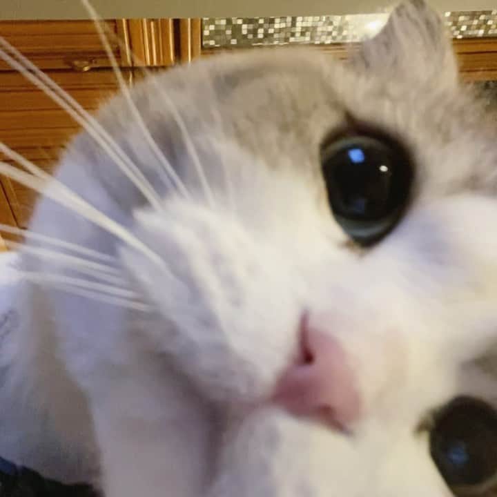 のインスタグラム：「. . 背もたれの上でちょろちょろしてたもあたんをインカメで撮ってたらバレた😝 . . #シマホでお参り #りぷちんに届け元気玉 #サンデイ #ペコねこ部 #ふわもこ部 #みんねこ #picneko #キジトラ #保護猫 #ScottishFold #スコティッシュフォールド #catlife #catsofinstagram #cats_of_world  #無敵の親バカ同盟 #Instacat_meows #lovelycat #sweetcat #9gag #bestmeow #猫好きさんと繋がりたい #猫のいる暮らし」