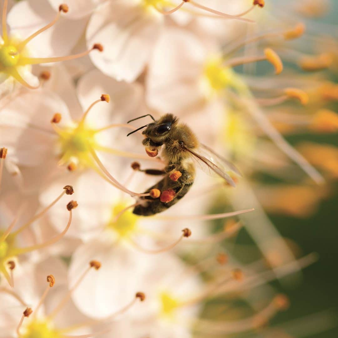 のインスタグラム：「#Biodiversity is the foundation of a healthy planet. So when agriculture can find ways to support life on and beyond the farm, humanity can make incredible strides in building a #sustainable future for everyone. That’s why we’re working directly with farmers to preserve natural habitats, reduce environmental impact, and protect the myriad of life forms that help us all thrive. #NaturalResources #Conservation #Nature #Environment #Sustainability」