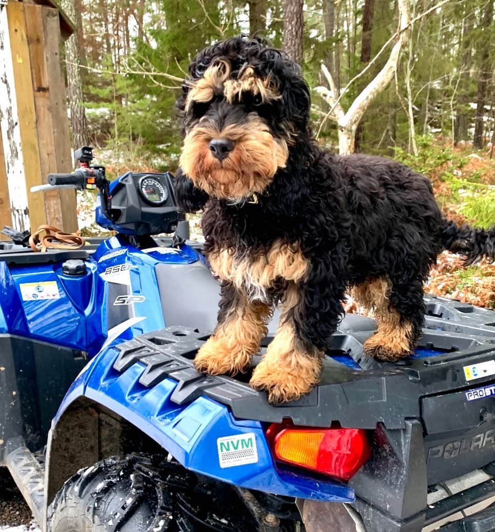 FluffyPackさんのインスタグラム写真 - (FluffyPackInstagram)「Wanna go for a joyride with me? // Bandit 😎💨💨  . #joyride #polaris #ingarö #weeklyfluff」1月9日 22時50分 - fluffypack