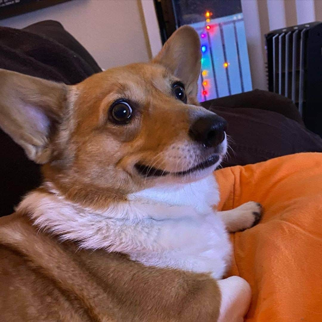 8crapさんのインスタグラム写真 - (8crapInstagram)「When hooman asks who peed on the floor 😃 - 📷 @dailydoseofbuttonscorgi - #barked #dog #doggo #Corgi」1月9日 23時00分 - barked