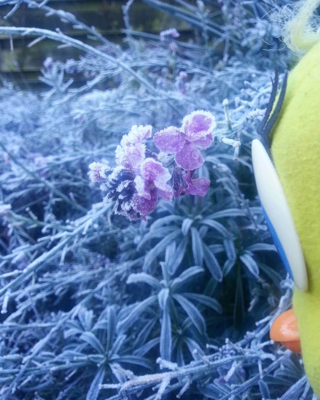 Little Yellow Birdさんのインスタグラム写真 - (Little Yellow BirdInstagram)「It's no snow, but hey!! It does say winter to me!! Frosty!! #littleyellowbird #tweety #tweetykweelapis #adventures #yellow #bird #weekend #saturday #winter #january #coldweather #cold #frost #frosty #hoarfrost #rijp #winterwonderland #wittewereld #stuffedanimalsofinstagram #plushiesofinstagram」1月9日 23時18分 - tweetykweelapis