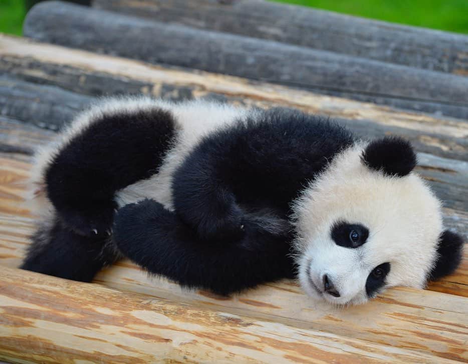 パンダ（白浜）のインスタグラム：「#結浜 and #彩浜 🎀🌈🎀🌈🎀🌈🎀🌈 little pandas!!! 🐼😊🐼 #photography #adventureworld #アドベンチャーワールド #ADVENTUREWORLDPANDAS #baby #HELLOLITTLE #pandamental #hellopanda #ハローリトル #ハローパンダ #パンダグラビア #パンダ　and #panda #pandababy 🐼🐼🐼」