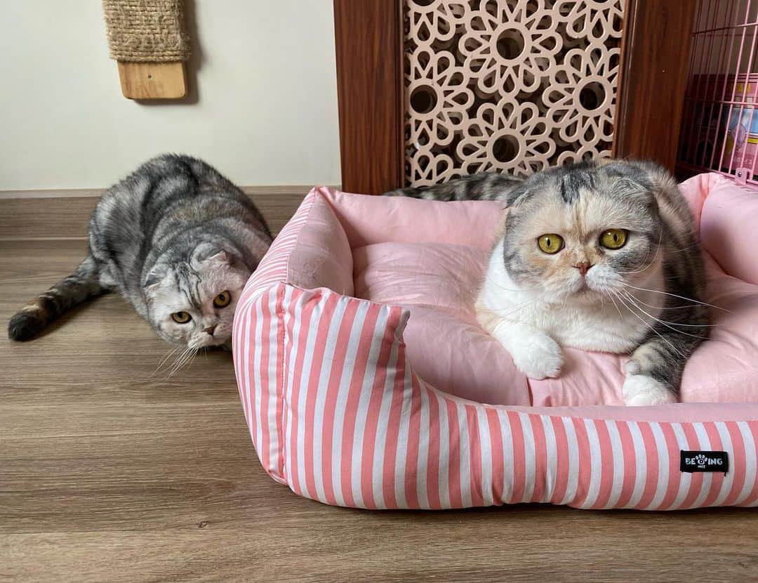 Mammoth and Grizzlyさんのインスタグラム写真 - (Mammoth and GrizzlyInstagram)「Yes, today is CaTuRdaY😸 #nala #nemo #sisters」1月9日 14時31分 - mammoth_grizzly