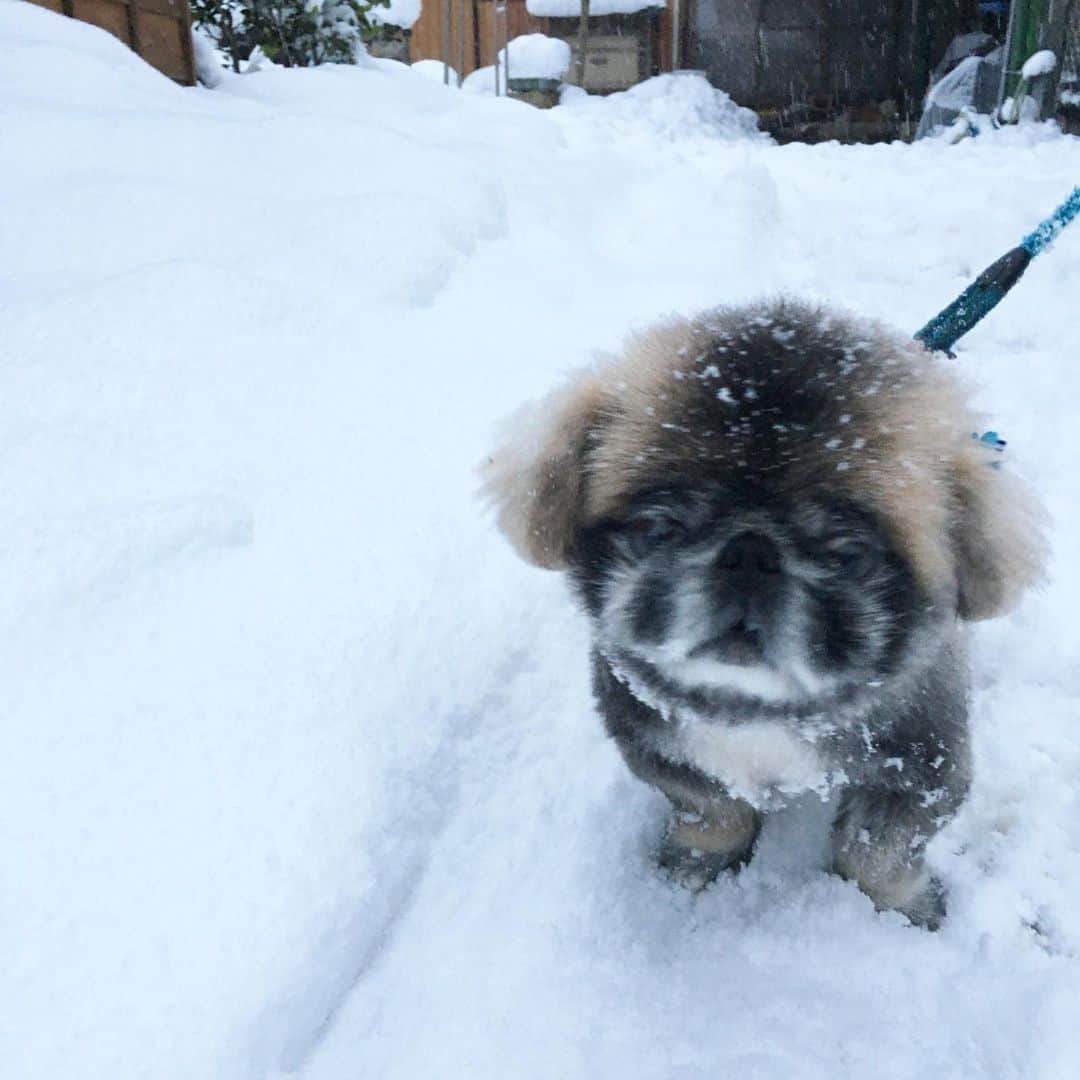 有田優理香のインスタグラム：「にいがた、雪大丈夫だろうか。11歳の実家の犬るぅくんは雪にも負けず元気だそうです🐶❄️  #pekinese #ペキニーズ　#鼻ぺちゃ　#新潟犬　#犬は喜び庭駆け回る　#体現してる　#粉砂糖」