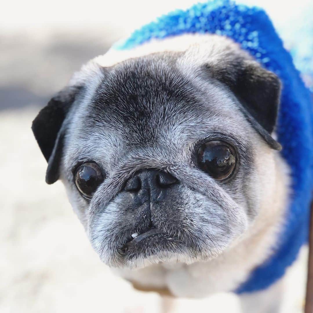 八兵衛のインスタグラム：「Hachibei🐶 Jan9,2021 * * ショート散歩だけど お日さまにあたるの大事。 * * #たぶん  #ほぼ黒パグ #おじいちゃん犬 #pug #puggy #puglife #puglove #petstagram #pugstagram #pugsofinstagram #pugs #dog #ふわもこ部  @igersjp #IGersJP #east_dog_japan #pecoイヌ部 #八兵衛 #はちべえ #sippoストーリー」