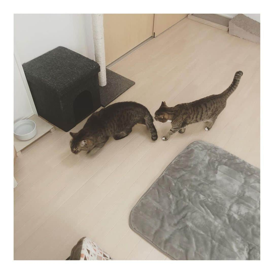 こむぎさんのインスタグラム写真 - (こむぎInstagram)「* 一郎さん( @ichiro8308 )の猫と猫の影  2枚目の写真はかもちゃんとちゃちゃの比較です〜😂 体格差2キロあります。 #岐阜多頭崩壊レスキュー」1月9日 16時12分 - tomochunba