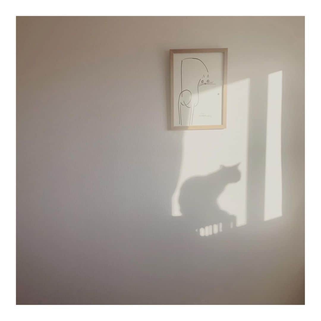 こむぎのインスタグラム：「* 一郎さん( @ichiro8308 )の猫と猫の影  2枚目の写真はかもちゃんとちゃちゃの比較です〜😂 体格差2キロあります。 #岐阜多頭崩壊レスキュー」