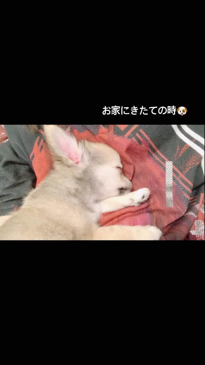 双葉凛乃のインスタグラム：「お家きたてのししゃも(生後２ヶ月)　#ペットのいる生活 #愛犬との暮らし #チワワ #子犬 #パピー #puppydog #dogstagram #子犬のいる暮らし」