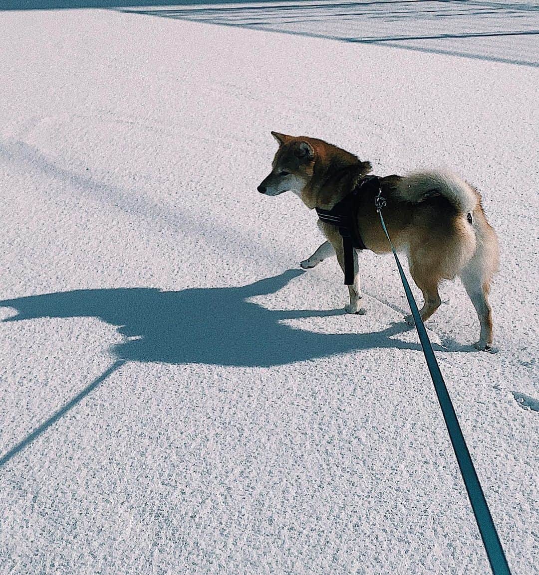 井上志帆子さんのインスタグラム写真 - (井上志帆子Instagram)「. 雪に興奮してるのか、めちゃくちゃ元気なフジ🐶 いつもより長くお散歩しました 飼い主の手先と足先は冷え切って麻痺U^ェ^U ふじの💩袋がホカホカで暖かった… #柴犬#しばいぬ#柴犬を崇めよ#shibainu #shiba #しばすたぐらむ #柴犬ふじくん#柴犬のいる暮らし 雪の足跡かわいいいいぃ」1月9日 16時15分 - shiriko0316