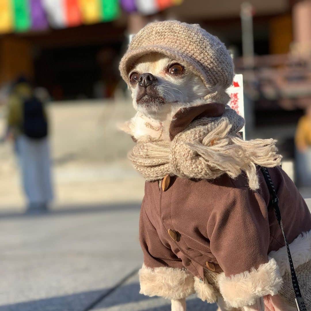 紋次郎さんのインスタグラム写真 - (紋次郎Instagram)「Hello Saturday  自粛中のため地元散歩😊 日差しはあるけど底冷えする寒さ みなさん、暖かくお過ごしくださいませませ  #dog#dogstagram#instadog#chihuahua#barkbox#mydogiscutest#buzzfeed#dog_features#fluffypack#barkpack#dogsofinstaworld#dogsofinstagram#犬#チワワ#手作り#handmade#着物#fashion#紋次郎一家#チーム茶#ふわもこ部#igersjp#peco犬部#dogsofinstagram#dogfashion」1月9日 16時29分 - montjiro