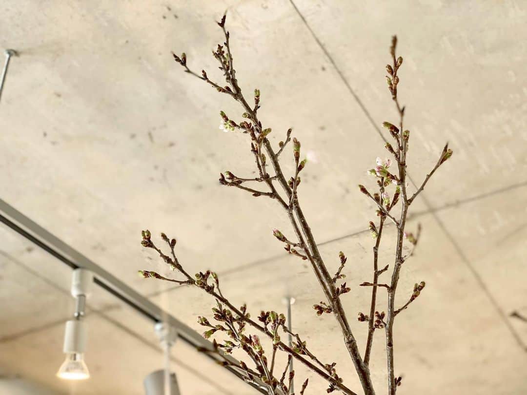 yuco_yoshidaさんのインスタグラム写真 - (yuco_yoshidaInstagram)「お正月明けで @bunbunflowers にお邪魔したら 春色のお花たちがたくさん出迎えてくれた♡ これからもっと寒くなるやろうけど、 我が家は桜に梅にチューリップと春めいてます🥰 ・ ・ #今週のお花 #一輪挿し」1月9日 16時22分 - yuco_yoshida