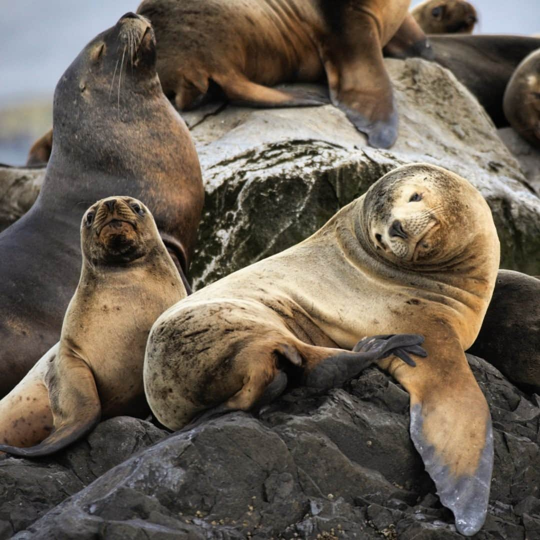 ナショナルジオグラフィックさんのインスタグラム写真 - (ナショナルジオグラフィックInstagram)「Photo by @irablockphoto / South American sea lions laze on the rocks in Chile's Tucker Islets. These sea lions vary in size, with adult males weighing about 660 lbs (300 kg) and adult females about 330 lbs (150 kg). They have a life expectancy of about 20 years. In the 19th and 20th centuries, South American sea lions were extensively hunted, depleting the population. They are no longer hunted commercially, although some countries wish to resume it. Follow @irablockphoto for more travel stories. #sealions #chile #tuckerislets #irablock #southamerica」1月9日 16時39分 - natgeo