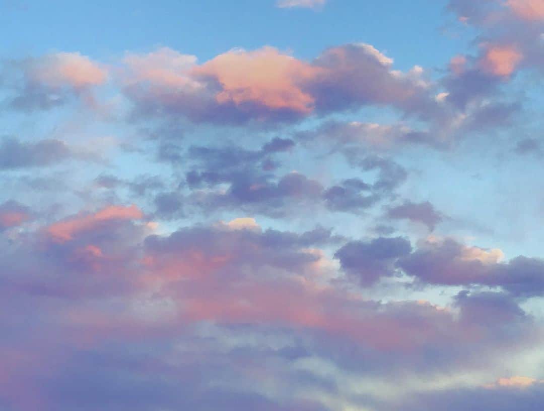 柴田淳さんのインスタグラム写真 - (柴田淳Instagram)「#紫とピンク」1月9日 16時56分 - shibatajun_official