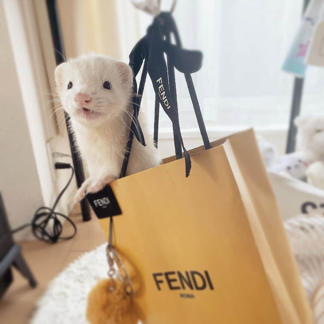 Naruto⭐️Borutoのインスタグラム：「. . . やぽ！ぼく大きくなったよ🍼👶🏼 . . .  #animal#animals#animaladdicts#pet#pets#petstagram#cutepetclub#cute#adorable#funny#instagramjapan#instaanimal#instapet#ferret#ferrets#IGersJP#animallovers#magnificent#weeklyfluff#fluffy#pretty#bestanimals#instaphoto#instagram#animalsco#フェレット#小動物#ふわもこ部」