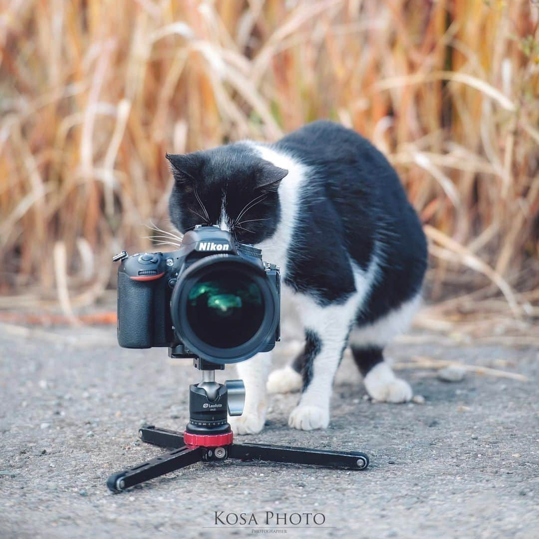 コサさんのインスタグラム写真 - (コサInstagram)「吾輩はファインダー派である🐈 . Location:和歌山 Wakayama / Japan🇯🇵 Date:2020年12月 . #猫 #raytrekフォトコンテスト2020 #レイトレッククリエイター #YourShotPhotographer #japan_bestpic_ #IGersJP #Japan_Daytime_View #Rox_Captures #nipponpic_member #広がり同盟メンバー #art_of_japan_ #tokyocameraclub #dpj_member #team_jp_ #IG_PHOS #photo_jpn #ptk_japan #pt_life_ #bestjapanpics #Lovers_Nippon #nekoclub #にゃんすたぐらむ #猫写真 #catsofinstagram #cats_of_world #catstagram #topcatphoto #exclusive_cats #cat_features #kings_cats」1月9日 16時53分 - kosa_photo