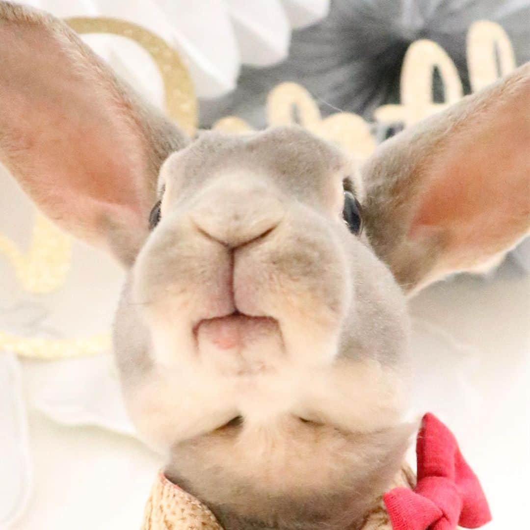 Kayoのインスタグラム：「この角度のこの顔が好きすぎて❤️ (前回投稿に載せたつもりないのに載ってた初老こわ) ・ ・ 沖縄、12月頃から曇りの日が多くて日照不足‥ そして今、寒いよう❄️ 内地の気温に比べたら寒いって言えないけど、日頃の温度との差が‥ うたんぽいくらんを抱っこしたら蹴られたw」