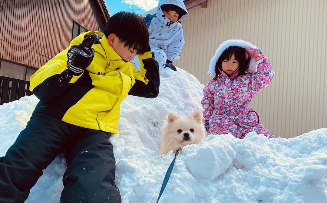 太陽チャンネルのインスタグラム：「雪あそび午後の部は ぽこ温泉🐶作りました🤣😆かわいすぎるー♡ そんで空が綺麗すぎて合成みたい🥺 楽しすぎてはしゃぎすぎて寝落ちしたばしゃくん🐶 明日も明後日も遊べるよ😂よかったね♡ もう今年は雪で遊びまくろう！！😚 #大雪」