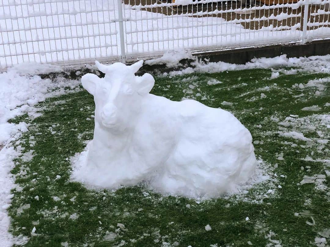 江頭勇哉のインスタグラム：「﻿ ﻿ 雪で『牛』作ってみました。﻿ ﻿ ﻿ ﻿ #江頭勇哉﻿ #雪﻿ #雪遊び﻿ #牛 ﻿ #雪アート﻿ #雪牛 ﻿ #最幸」