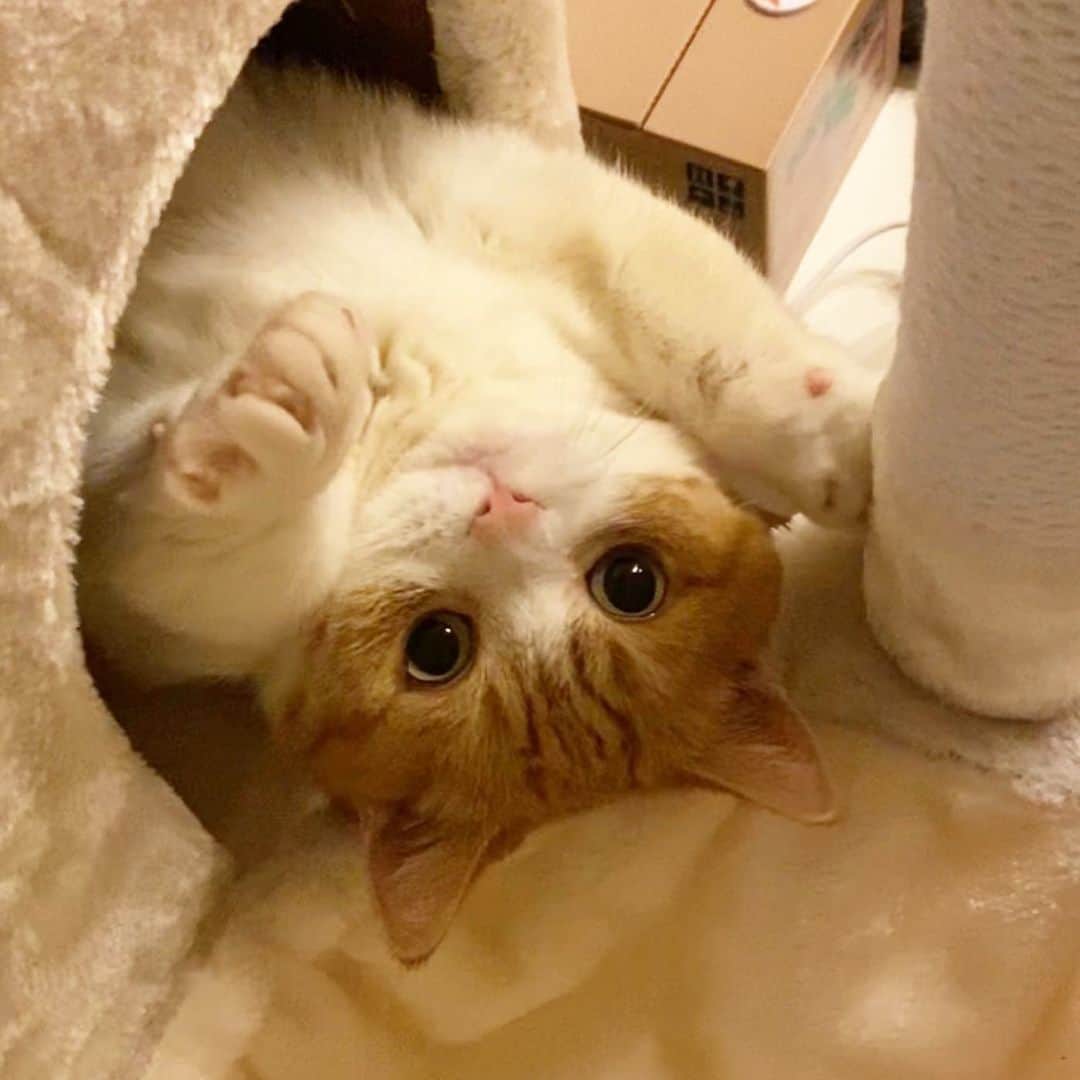 茶太郎 & きなこのインスタグラム：「きなころりん💖 Kinako is relaxing at Cat Tower😽💕 #キャットタワーでくつろいでるにゃ #二重あご撮らないでにゃ #マンチカン#猫#munchkin #cat#catstagram #amazing#ねこ#茶トラ#短足#catsofinstagram#excellent_cats#9gag#cats_of_world_#instacat_meows#bestcats_oftheworld#catsofig#instacat#cats_of_instagram」
