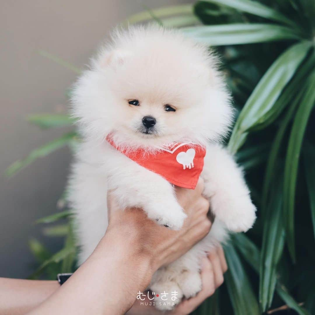 むじさまさんのインスタグラム写真 - (むじさまInstagram)「Baby Muji 👶 🍼 #mujisama」1月9日 18時07分 - mujisama