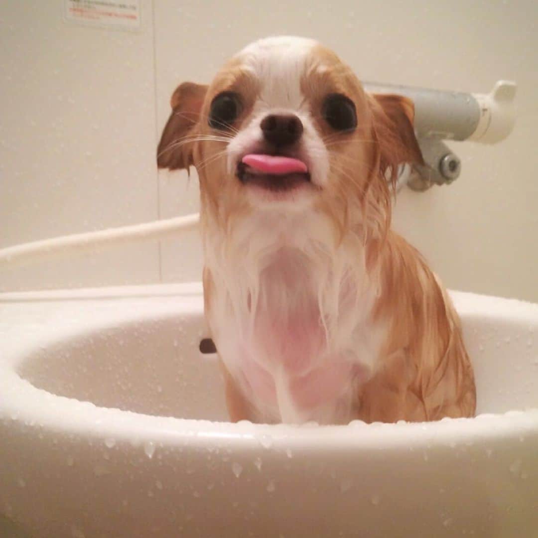 玉ねぎ戦士さんのインスタグラム写真 - (玉ねぎ戦士Instagram)「クイズ🐔  ぼくは何年前の僕でしょう？  ・ ・ #あの頃タラオは若かったシリーズ #懐かしのトイレ風呂 ※海外の方に、あなたはなんでトイレに犬を入れるの？って質問来てた頃😂 ちなみにトイレじゃない。」1月9日 18時17分 - licca_tarao_0311