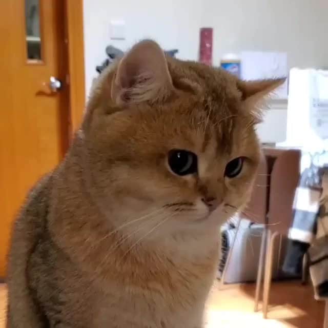 Aww Clubのインスタグラム