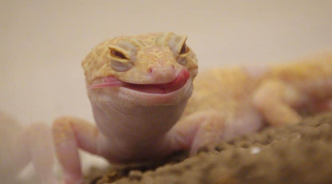 まっすーさんのインスタグラム写真 まっすーinstagram ヒョウモントカゲモドキ レオパードゲッコー