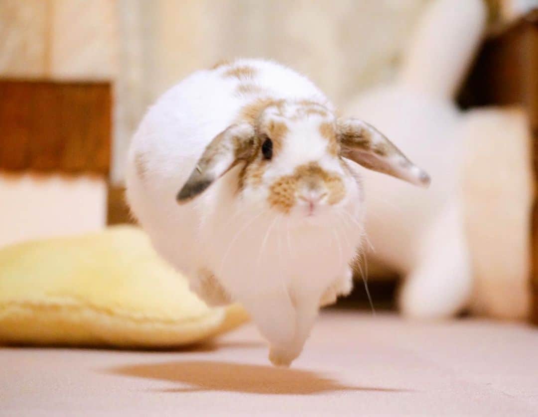 usagraphのインスタグラム：「ういてるっ！ 下の影まで羽ばたいてる😂 ＊ ＊ ＊ #うさぎ　#rabbit #bunny  #WeeklyFluff #igersjp  #tokyocameraclub #東京カメラ部  #神戸カメラ部  #bunnystagram  #うさぎ部 #ホーランドロップ #hollandlop  #ファインダー越しの私の世界 #art_of_japan #myfujilove」