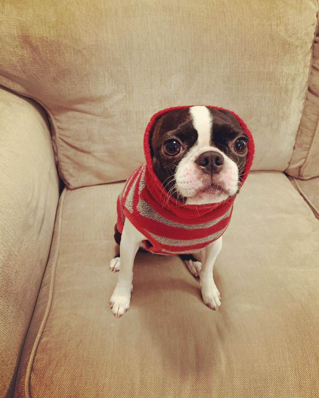 神谷洵平さんのインスタグラム写真 - (神谷洵平Instagram)「カオナシ犬。寒さに備える。  #kaonashi #bostonterrier #牛　#ボストンテリア　#ボステリ　#いぬすたぐらむ」1月9日 19時25分 - junpeikamiya