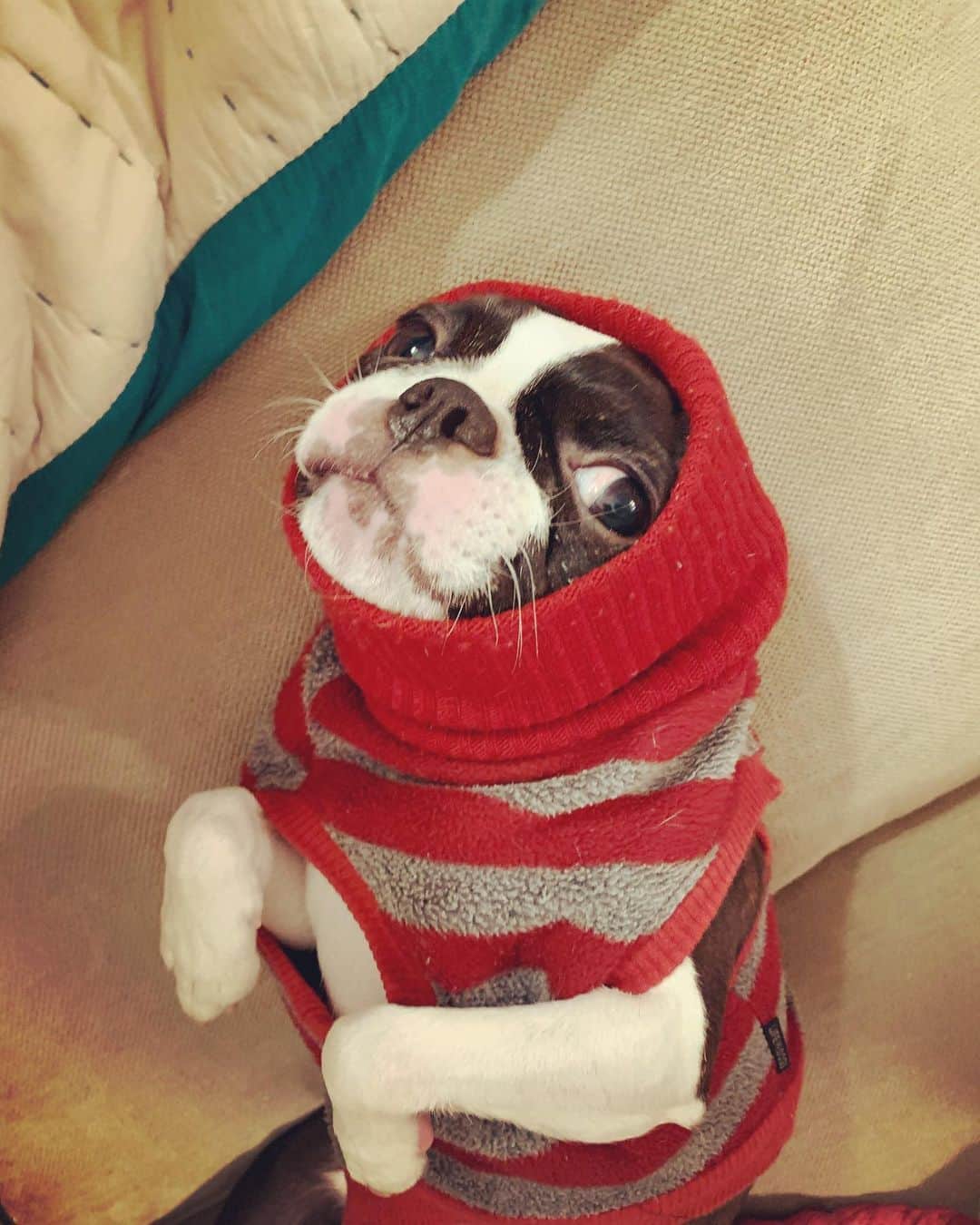 神谷洵平さんのインスタグラム写真 - (神谷洵平Instagram)「カオナシ犬。寒さに備える。  #kaonashi #bostonterrier #牛　#ボストンテリア　#ボステリ　#いぬすたぐらむ」1月9日 19時25分 - junpeikamiya