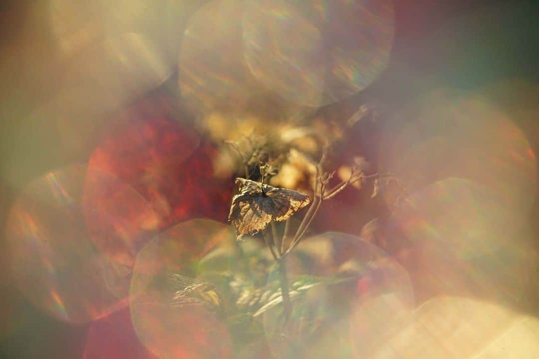 花の写真館のインスタグラム：「Photo by Fumihiro Aiba.⠀ .⠀ Original Post[投稿いただいたURL]⠀ https://www.facebook.com/photo.php?fbid=392033668688841⠀ .⠀ 本アカウントは、 #私の花の写真 をつけてInstagramに投稿された皆さまの花の写真や、「花の写真館」Facebookページで投稿された花の写真を紹介します。⠀ 「花の写真館」Facebookページは、「 @floral.photograph 」のプロフィールにあるURLからご覧ください。⠀ .⠀ ※各自、政府、自治体など公的機関の指示に従った行動をお願いします。⠀⠀ 東京カメラ部および分室では、写真を「見る楽しみ」を提供することを通して、微力ながら皆様にわずかな時間でも癒しをお届けしたいと思っております。⠀ ※本アカウントは東京カメラ部がFacebook、Instagramのサービスを利用して運営しているもので、Facebook社・Instagramとは一切関係ありません。⠀ .⠀ #花の写真館 #floralphotograph #floralphoto #flower #flowers⠀ Follow: @floral.photograph」