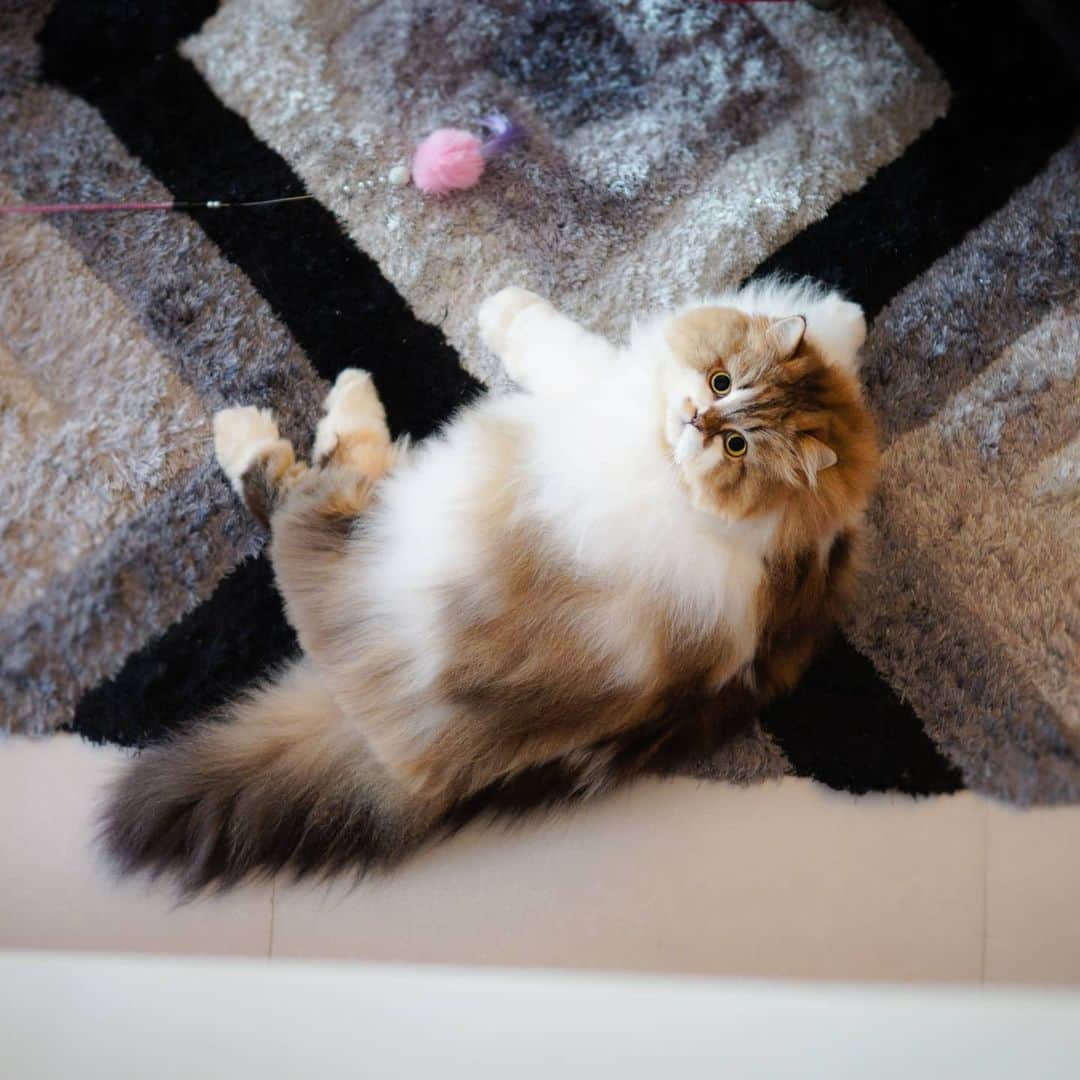 Kenshin & Chloeyのインスタグラム：「*swipe*😊Henlo! Have a belly nice Caturday 😘❤ #chonkyboi」