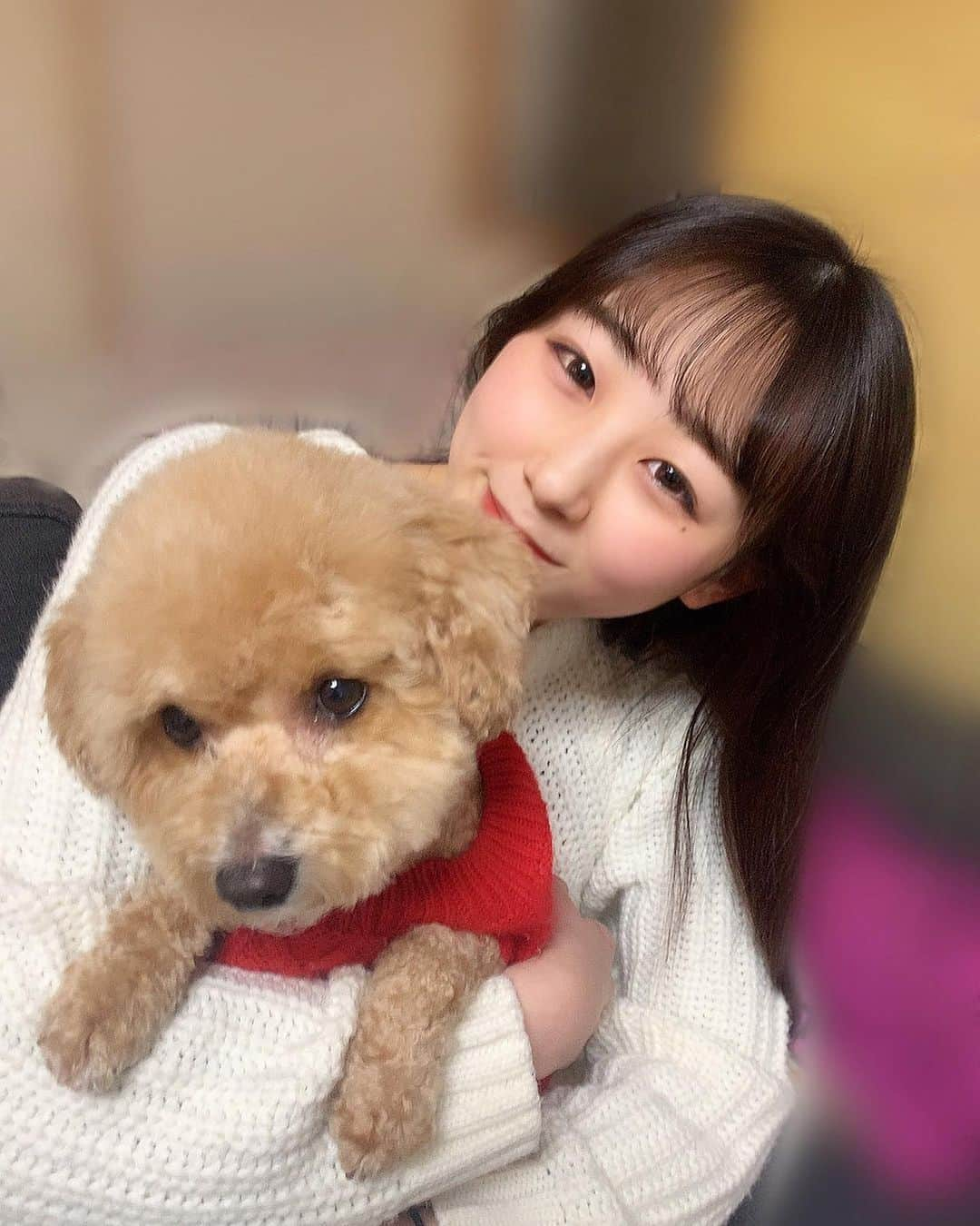 NANAMIさんのインスタグラム写真 - (NANAMIInstagram)「﻿ ﻿ ﻿ ﻿ こんばんは〜♡﻿ ﻿ 今日も寒かったですね〜😭﻿ 私はコタツで丸まってました😂﻿ ﻿ 皆さん今日はお休みでしたか？^ ^💭﻿ ﻿ ﻿ ﻿ ﻿ 📸…愛犬のボサボサゆずちゃんがトリミングに行って﻿ ホワッホワになって帰ってきました🐶💓﻿ ﻿ ﻿ ﻿ ﻿ #Bs2020 #orixbuffaloes #baseball #オリックスバファローズ #プロ野球 #bsgirls #野球 #オリックス #オリ姫 #野球女子 #京セラドーム #京セラドーム大阪 #球場 #大阪 #instagood #instalike #followｍe #ユニフォーム #ユニフォーム女子 #NANAMI #NANAMI_364 ﻿#愛犬 #犬 #ビションフリーゼ #ニット#トイプードル」1月9日 19時53分 - nanami_bsgirls_364