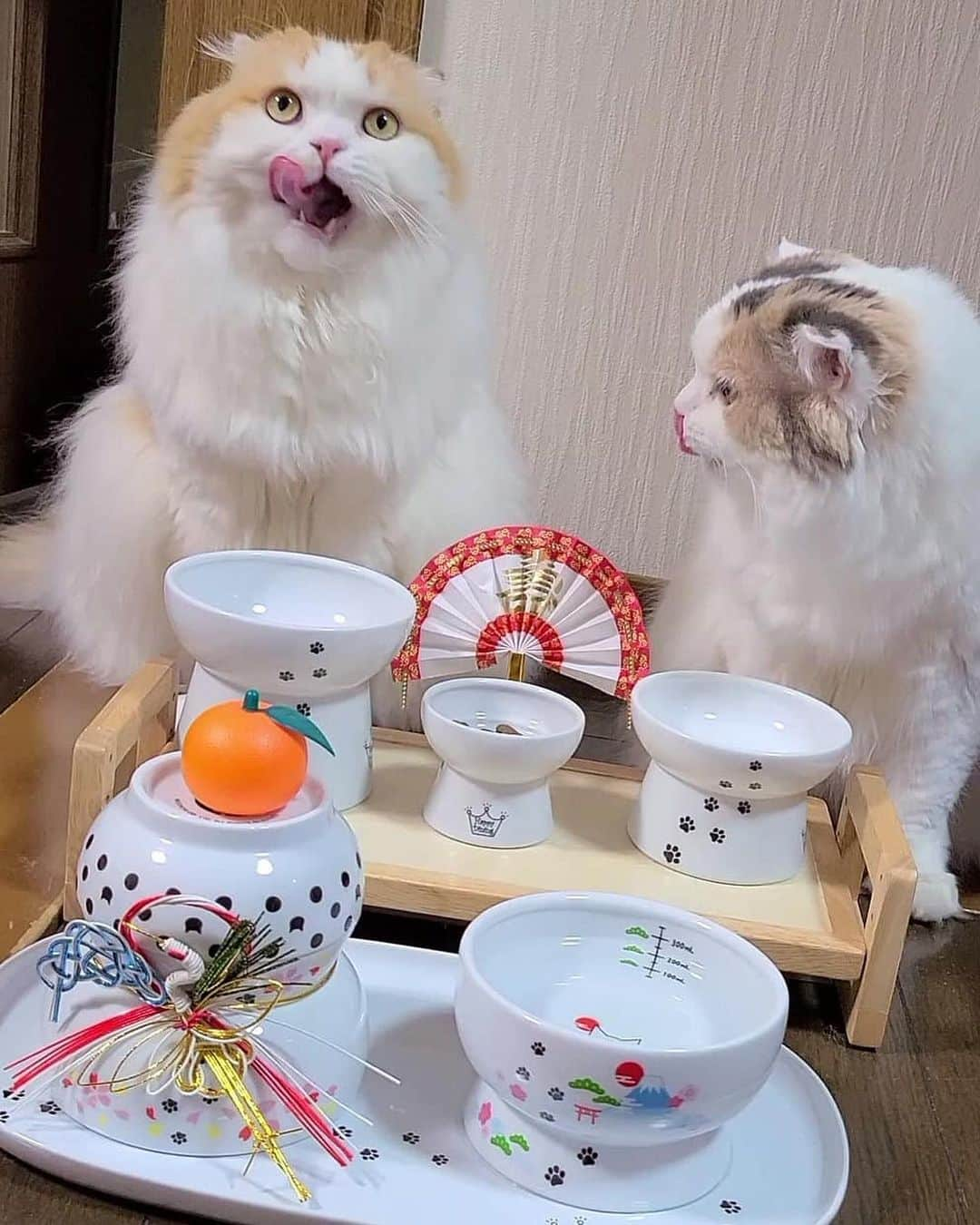 猫壱（ねこいち•ネコイチ）のインスタグラム