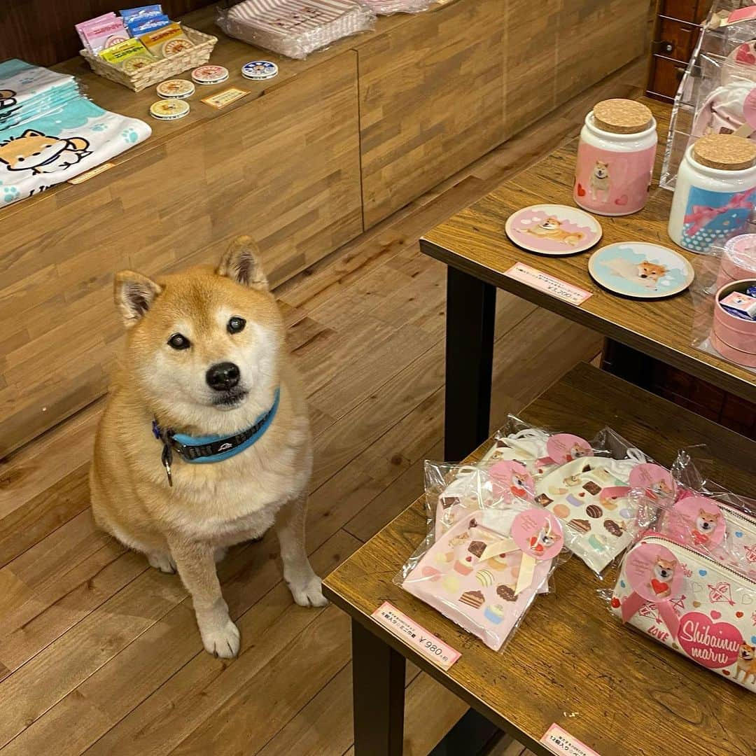 まる（まるたろう）さんのインスタグラム写真 - (まる（まるたろう）Instagram)「Everything looks very good! ✨🐶❤️✨今年もまるのチロルチョコ勢揃いしました〜！ #大好きなあの人にあげてね☺️ #喜ぶと思うよ〜 #絶賛発売中 @marutaro_onlineshop @gallerymarusan」1月9日 20時11分 - marutaro