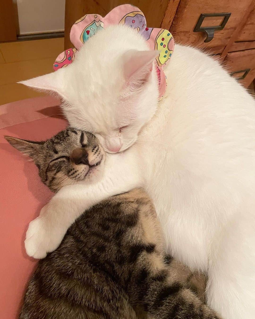 maimocotoのインスタグラム：「こっちゃんが猫可愛がりしてる #イケメンキジトラのきづな ❤︎我が家にやってきて２週間が経ち、今日お見合いでした✨ そして、もう明日トライアルへ出発することになりました🏠（はやすぎる。。） 先住ちゃんがいるから見守っていきます。 ＊ ＊  月曜日は山梨まで姉妹子猫をお迎えに行ってきます🚗また、よろしくお願いします❤︎ ＊ ＊ 『きづなくんって、すっごいいい香りで抱きしめてると安眠できちゃうの、あたち💤』 ＊ ＊ #コトの育児 #愛されキャラ #あとでLiveしますねー」
