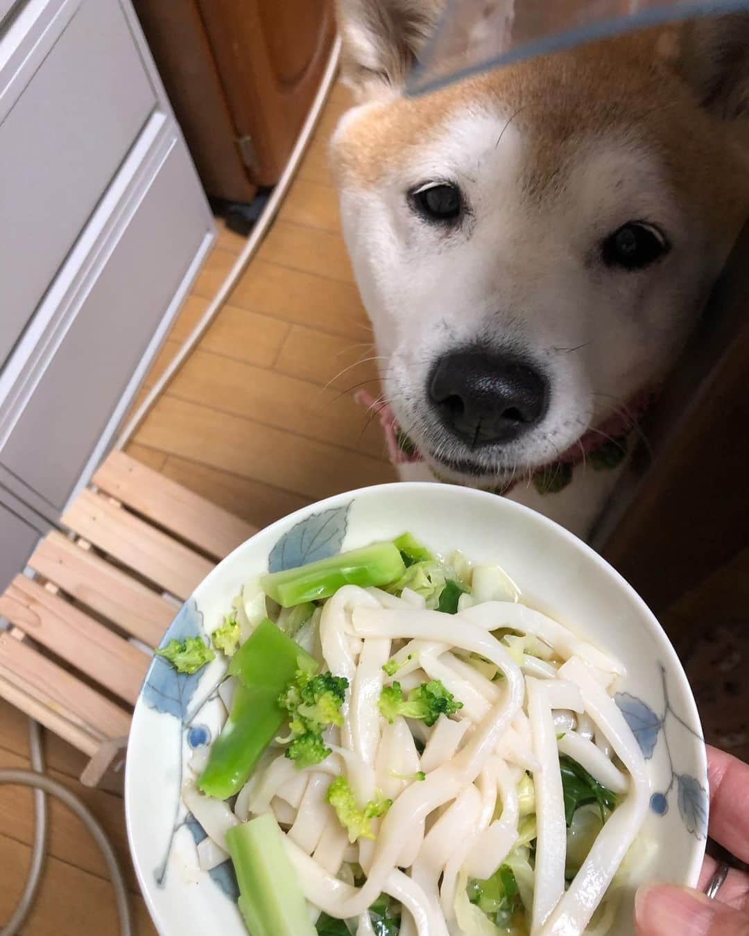 こなつさんのインスタグラム写真 - (こなつInstagram)「ワンコ用うどん〜  去年四国に寄った時に買ってきたよー」1月9日 20時37分 - makonatu