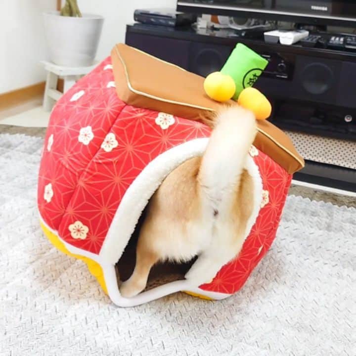 ちゃみのインスタグラム