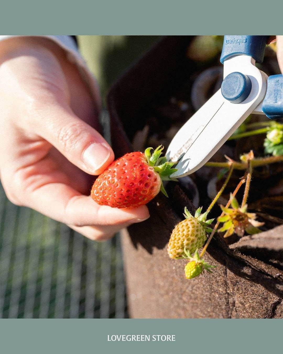 LOVEGREEN -植物と暮らしを豊かに。さんのインスタグラム写真 - (LOVEGREEN -植物と暮らしを豊かに。Instagram)「［編集部と育てるいちご🍓］ . ～「収穫してみました」編～ ---------------------- 赤いお花は「ローズベリー」 白いお花は「ドルチェベリー」 ドリーミーで可愛らしいネーミングの「サントリーフラワーズ本気野菜」のいちご苗。 . 去年の10月にLOVEGREEN STOREにて期間限定で販売し、販売期間を1週間延長するほどの人気ぶりでした！ . ご購入して下さった方を始め、機会があったら育ててみたい！とお考えの方にも、楽しんでいただけるよう、 編集部では定期的に「 #いちご育成日記」をお届けしていきます。 ----------------------  現在編集部では2種類のいちご苗をそれぞれ2つずつ育てています◎  今回はドルチェベリーの苗になった 真っ赤に色づいた実を試しに収穫してみました🍓  つやつやの宝石のような真っ赤な実が あまりにも可愛らしく、 収穫にちょっぴり躊躇してしまいましたが……  ここは思い切って収穫！  収穫後は編集部Sが美味しくいただきました😅 小さな実に甘さがギュっと凝縮されており、感動的な甘さだったそう！  今の時期、春に向けて実をつけるため、あえて実が付く前に摘むという育て方もあります。 でも、こうして 実がなる様子や収穫の喜びを味わえるのは、いちごを育てる醍醐味ですよね。  ---------------------- 皆さんのご自宅で育てている本気野菜のいちごの様子などを、ぜひインスタグラムに投稿してみてくださいね！一人で育てると不安でも、みんなで一緒に育てれば怖くない！冬のいちご゙栽培を、みんなで楽しみましょう！ . 「#本気野菜イチゴ」のハッシュタグをつけていただければ、編集部も見に行きますよ～💪 . 次回の育成日記もお楽しみに🍓 . . #いちご #イチゴ #本気野菜イチゴ #おうち菜園 #ベランダ #ベランダ菜園 #家庭菜園 #ガーデニング #ベランダガーデニング #おうち時間 #おうちイチゴ狩り #果物狩り #庭 #庭のある暮らし #プランター菜園 #果物 #植物のある暮らし #植物 #暮らしを楽しむ #日々の暮らし #ベランダ栽培 #プランター栽培初心者 #プランター栽培 #栽培」1月9日 21時00分 - lovegreen_official