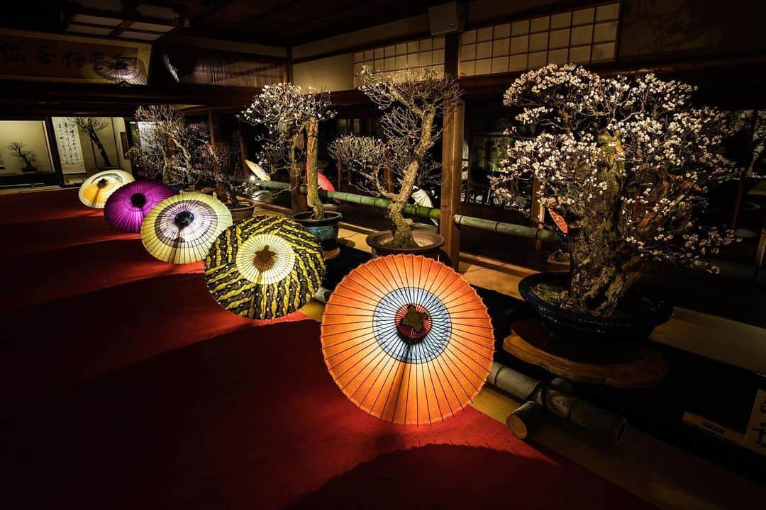 滋賀県長浜市のインスタグラム：「鳥取大山和傘×長浜盆梅展！✨ いよいよ開幕！長浜盆梅展！☺️ 1/9〜11、2/10〜14は、鳥取大山和傘とのコラボで、幻想的な光景が広がります✨😳 スマホカメラでもすごく綺麗に撮れますよ✌️  日程など詳しくは盆梅展HPで☺️  ご来場の際はマスクを着用して、距離を保ちながら静かに鑑賞くださいね！🙇‍♂️ ・ https://bonbai.jp/news/?p=422 ・ #長浜ちょぴっく #みんなのちょぴっく #長浜市 #大山和傘コラボライトアップ #鳥取大山和傘 #和傘 #長浜盆梅展 #梅 #映えスポット #コラボ #滋賀写真部 #しがトコ #60sistercityaan #絶景 #shiga #japan」