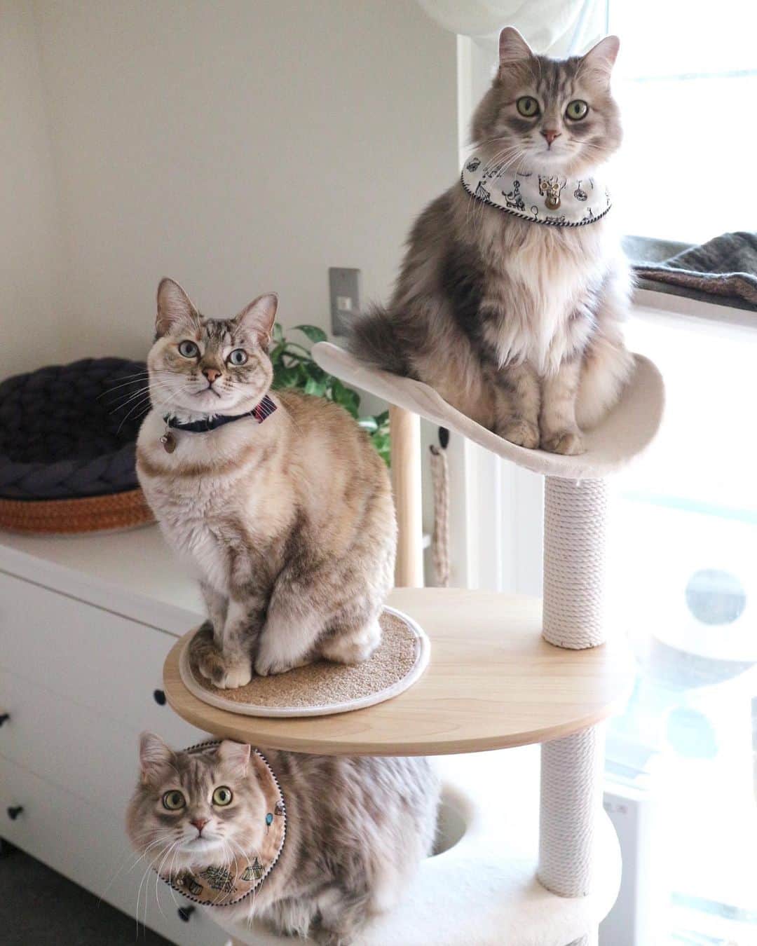 nocoaのインスタグラム：「． 3 ． ． #ロイサラ成長記録 #グレー猫#猫#ねこ#ねこ部#cat#にゃんすたぐらむ#cat_features#catsofinstagram#DailyFluff#WeeklyFluff#bestmeow#instacat_meows#ペコねこ部#猫のいる暮らし#9gag#meowed#サンデイ#picneko#猫とインテリア#シャムミックス」