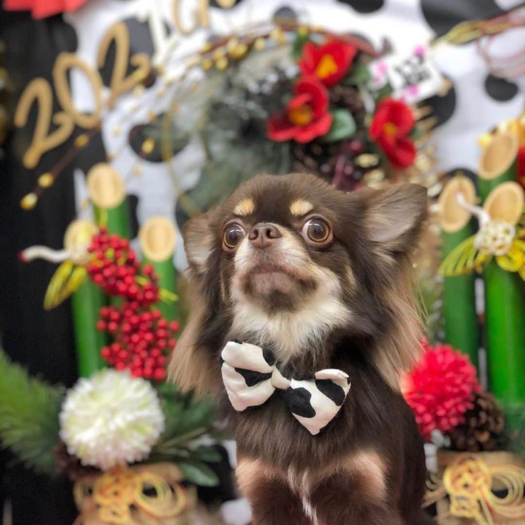 fuukaのインスタグラム：「. あけましておめでとうございます🐮💕 . 新年1発目の投稿はは愛しのロイさん トリミング終わりでふわふわ👼🏻✨✨ . #新年 #丑年 #愛犬 #犬 #チワワ #チョコタン #ロングコートチワワ #男の子 #トリミング #写真 #可愛い」