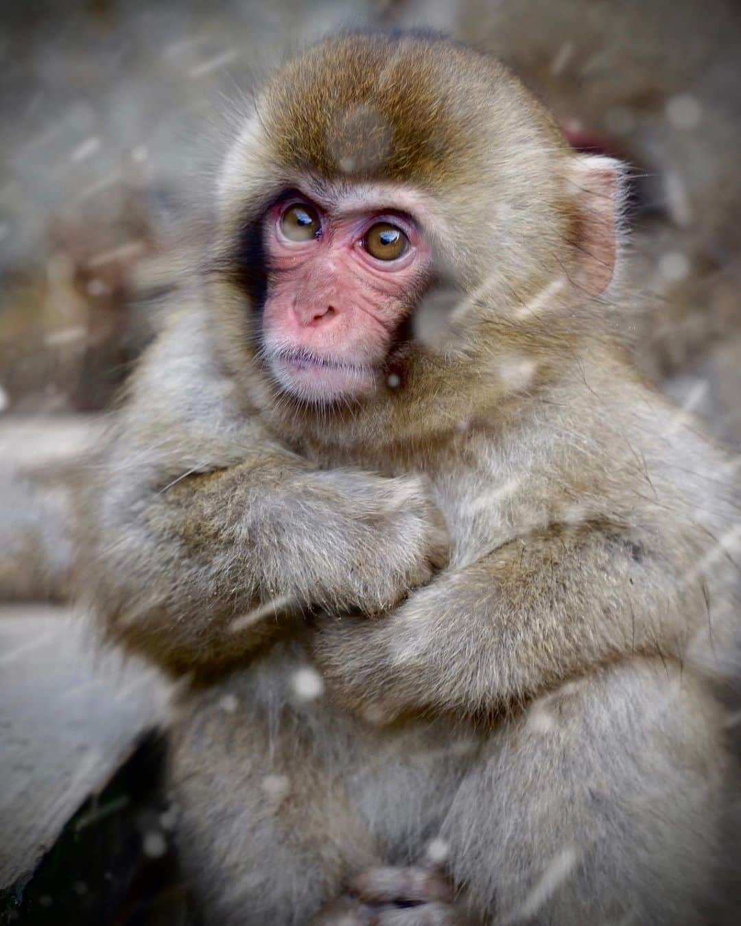 Koichiのインスタグラム：「Snow monkey 🐒  I was nailed to her (his?) cute eyes.  How about you?  2年前に訪れた長野の地獄谷野猿公苑で出会った子。今頃温泉に浸かってるかなぁ？🐒♨️  #BeautifulJapan #Hellofrom #Japan #地獄谷 #長野 #Nagano  .」