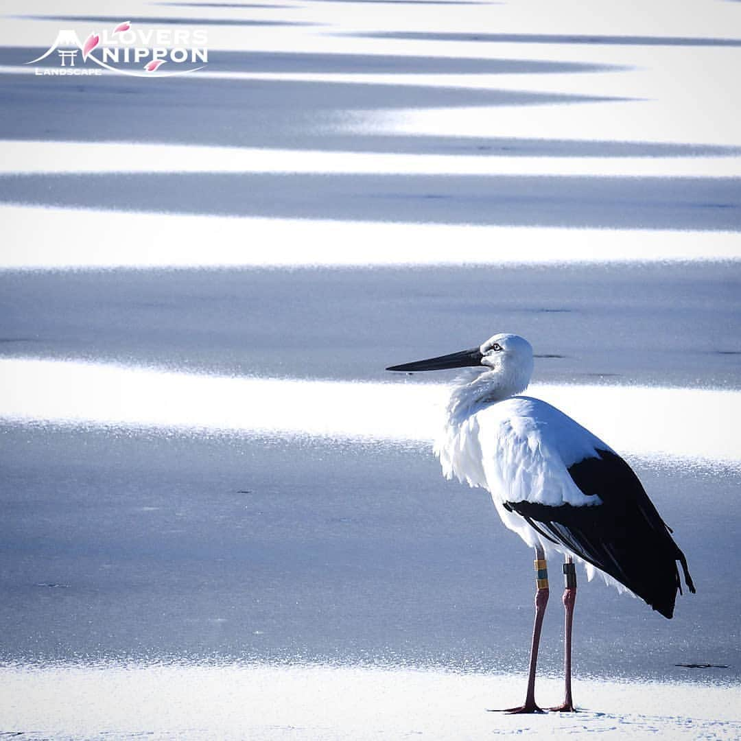 Only Japanese photographsさんのインスタグラム写真 - (Only Japanese photographsInstagram)「🇯🇵Today's LoversNippon Selection🇯🇵 . Artist｜@cat_japan_megringo Selected｜@rphafoto . Follow : @lovers_nippon Tag : #lovers_nippon ＿＿＿＿＿＿＿＿＿＿＿＿＿＿＿＿＿＿＿＿ ￣￣￣￣￣￣￣￣￣￣￣￣￣￣￣￣￣￣￣￣ @cat_japan_megringo 様おめでとうございます✨👏凍った水面が描く素敵なパターンをバックに立つコウノトリが凛々しいですね🐦今後ともLoversNipponを宜しくお願い致します♫✨ ＿＿＿＿＿＿＿＿＿＿＿＿＿＿＿＿＿＿＿＿ ￣￣￣￣￣￣￣￣￣￣￣￣￣￣￣￣￣￣￣￣ #日本 #長野 #塩田平 #風景 #写真 #冬 #雪 #コウノトリ #鳥 #photo #landscape #Nagano #Japan」1月9日 21時48分 - lovers_nippon